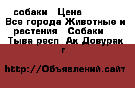 собаки › Цена ­ 2 500 - Все города Животные и растения » Собаки   . Тыва респ.,Ак-Довурак г.